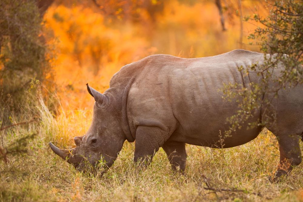 Viajar por Kenia y Zanzibar-reserva-privada-de-madikwe_rinoceronte