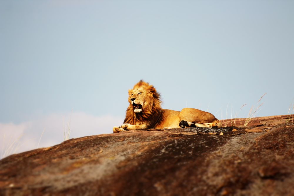 Viajar por Kenia y Zanzibar-reserva-nacional-de-samburu-leones