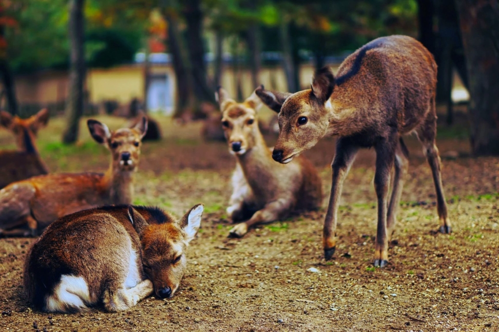 Geishas y samurais. Japón. NUBA everywhere. Ciervos sagrados