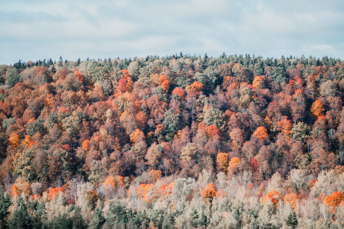 Viajar a capitales balticas-sigulda