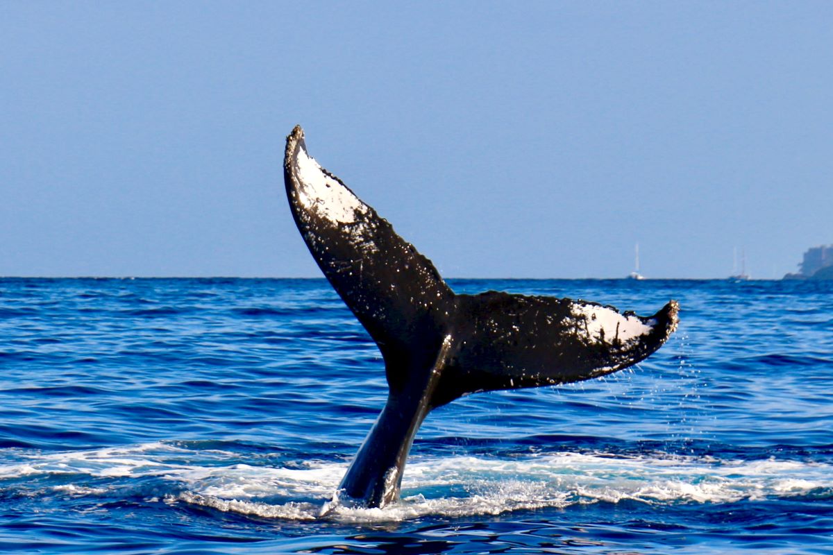 Viajar en familia-Azores-ballena2