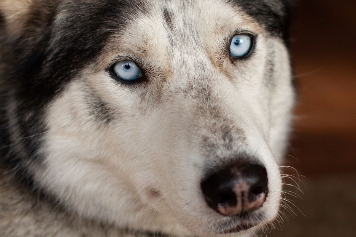 Viajar a Laponia verano-husky