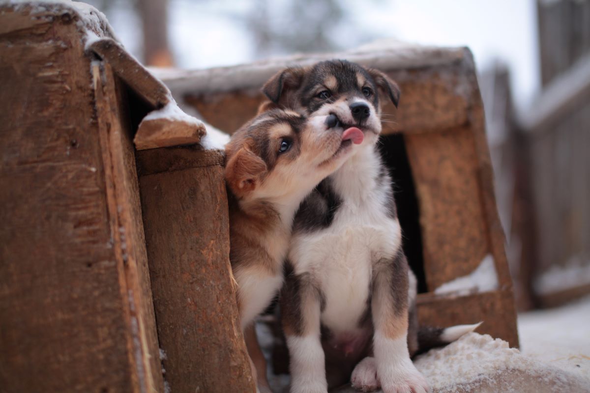 Viajar a Laponia verano-husky-puppy