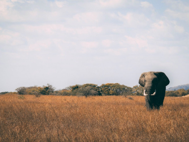 La aventura familiar para fin de año. Kenia. NUBA everywhere. Elefante