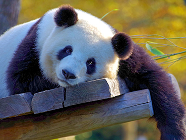 China. El país de los dragones y los osos panda. NUBA everywhere. Panda